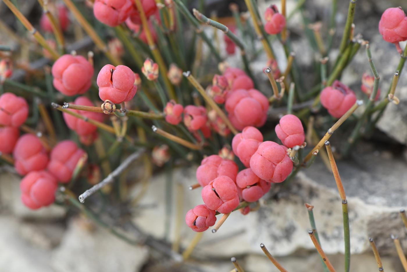 Image of Ephedra distachya specimen.