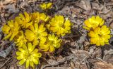 Adonis amurensis