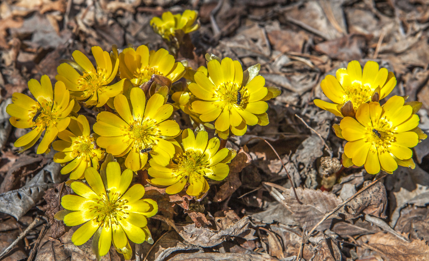 Image of Adonis amurensis specimen.