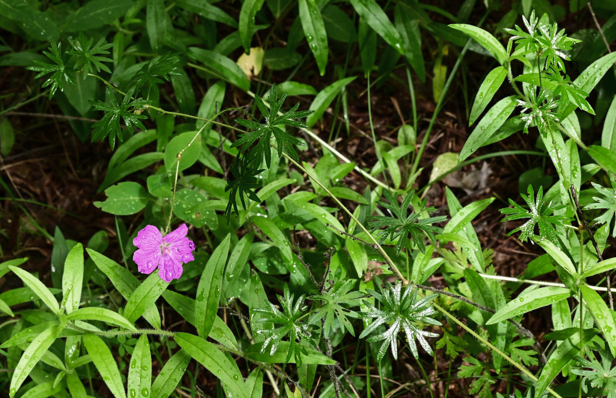 Image of Geranium sanguineum specimen.