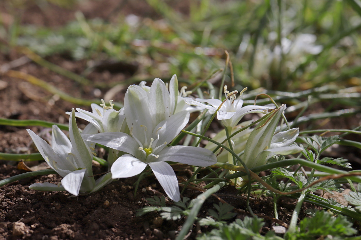 Изображение особи Ornithogalum refractum.