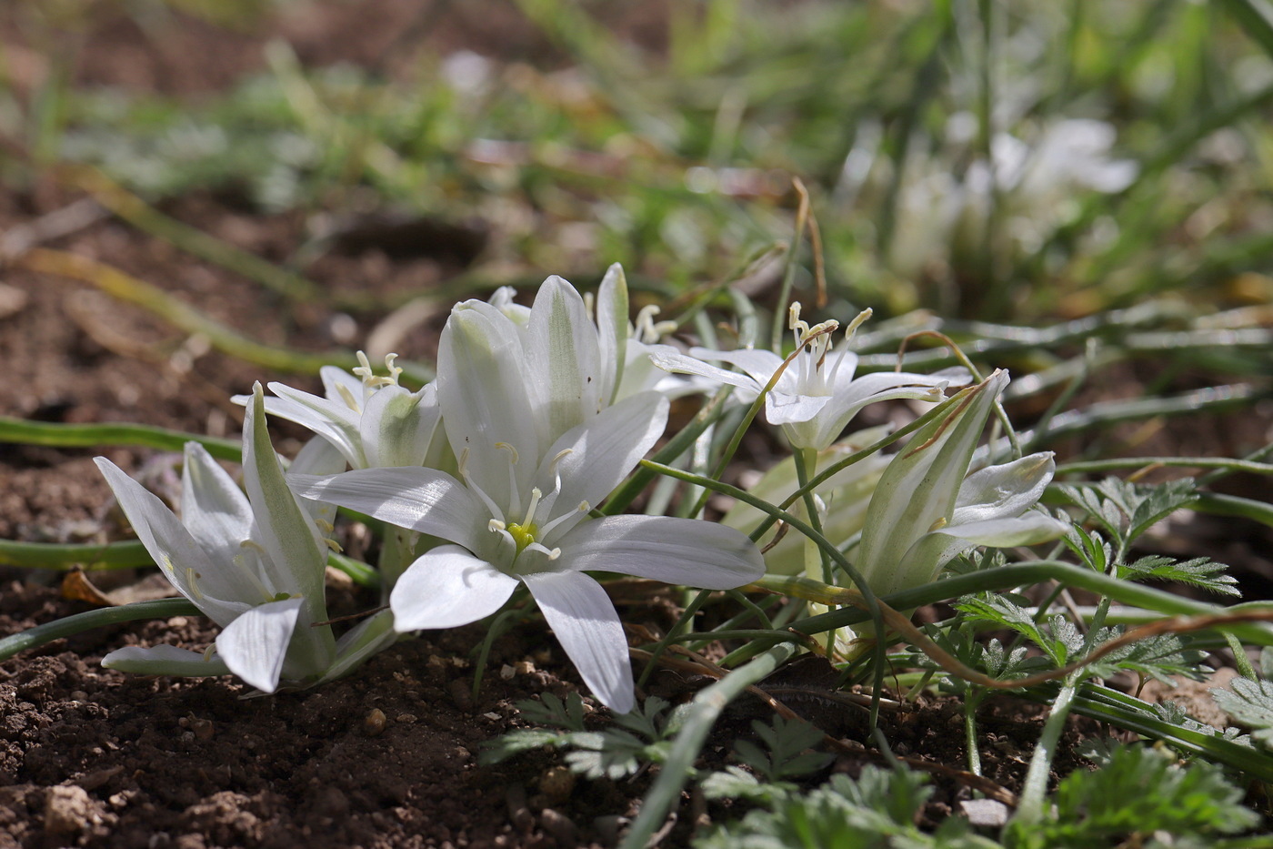 Image of Ornithogalum refractum specimen.