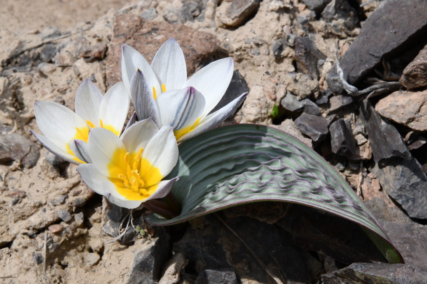 Image of Tulipa regelii specimen.