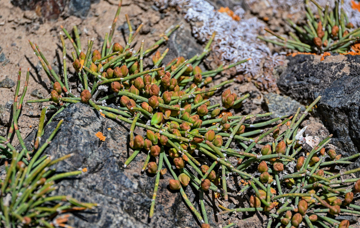 Изображение особи род Ephedra.