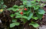 Fragaria vesca. Плодоносящее растение (справа видны листья другого растения). Грузия, Имеретия, окр. водопада Кинчха, опушка широколиственного леса. 15.06.2023.