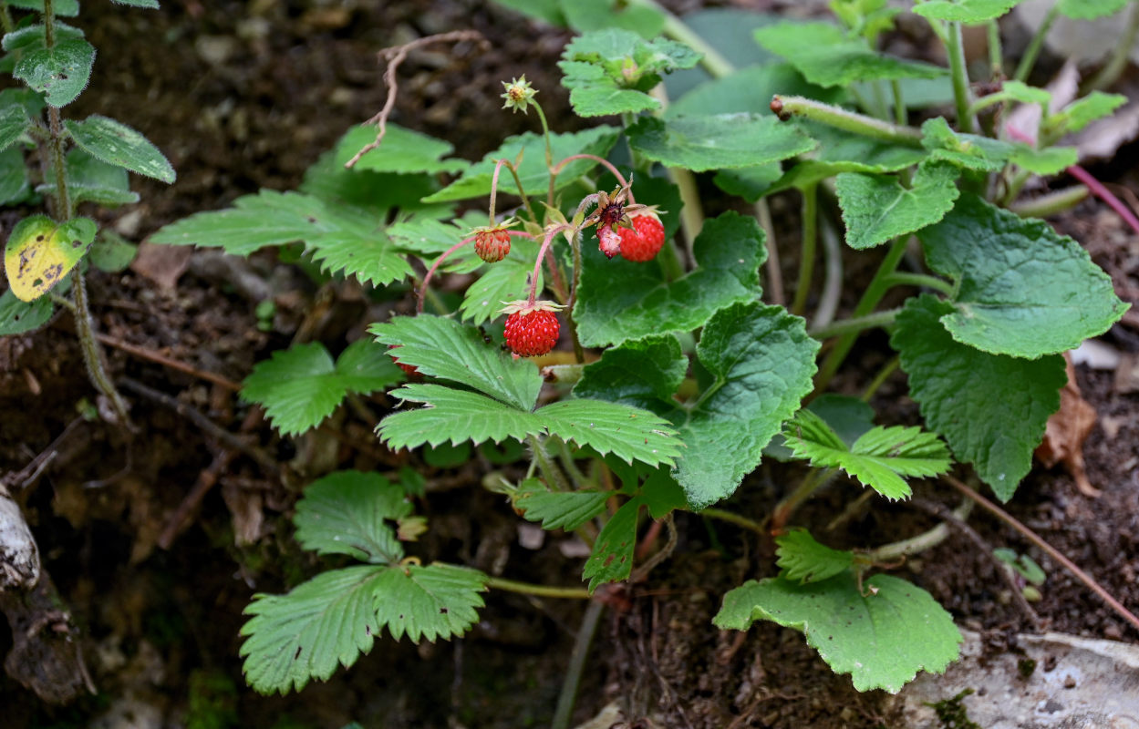 Image of Fragaria vesca specimen.