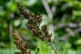 Sorbaria sorbifolia