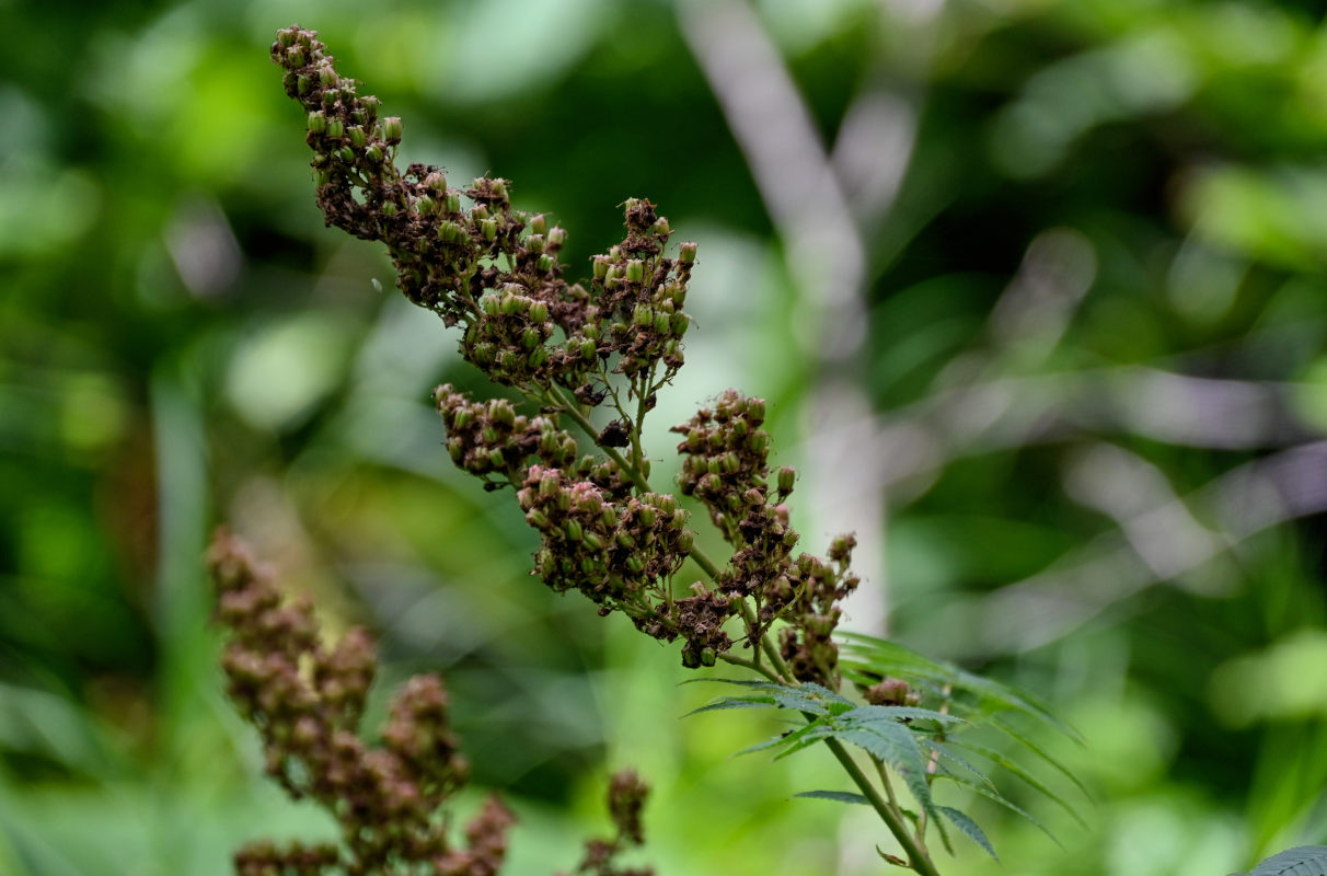 Image of Sorbaria sorbifolia specimen.