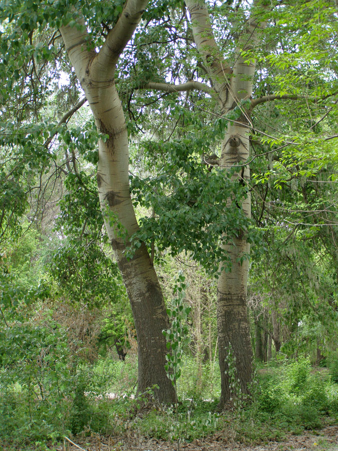 Image of Populus alba specimen.