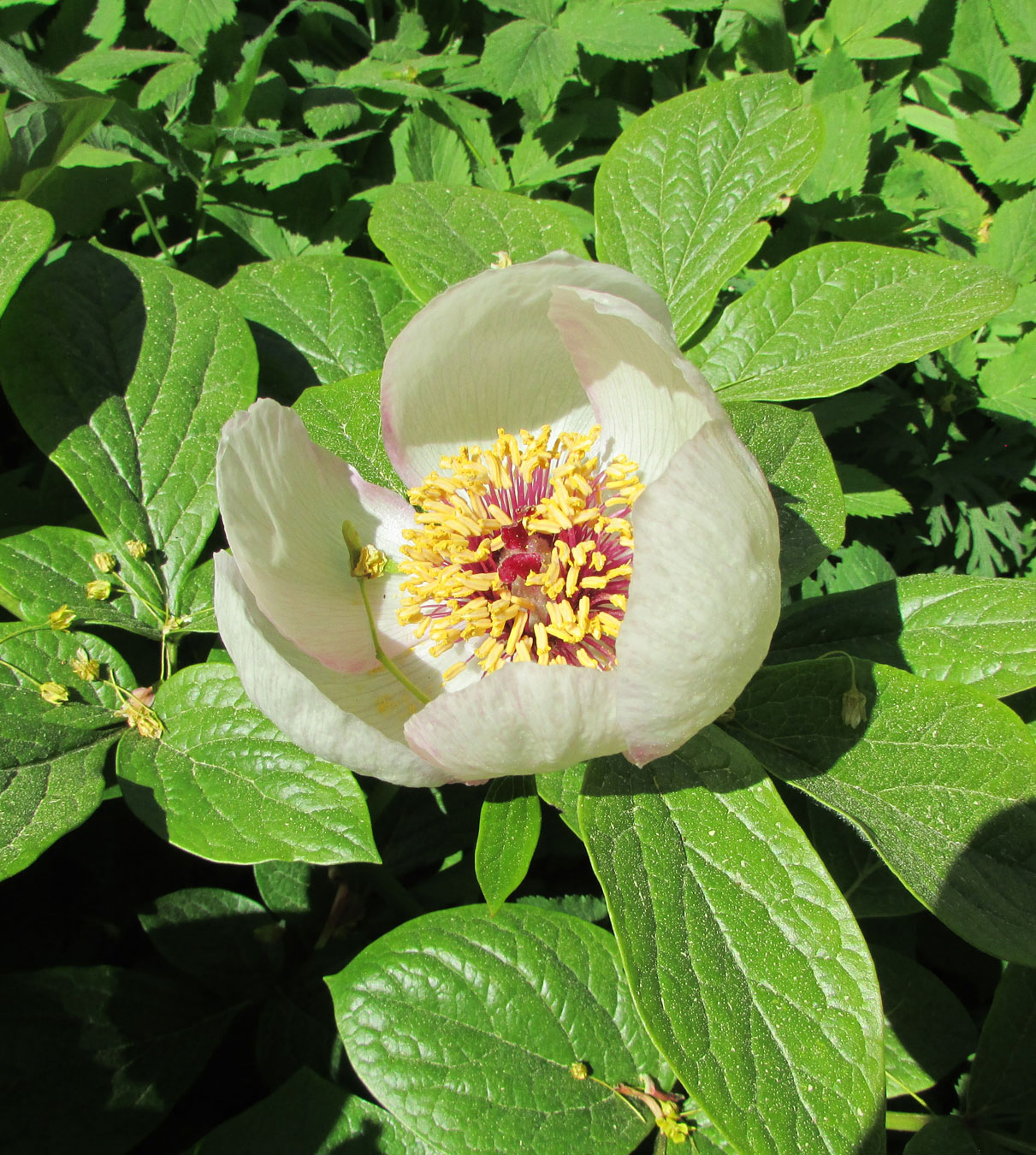 Image of Paeonia wittmanniana specimen.