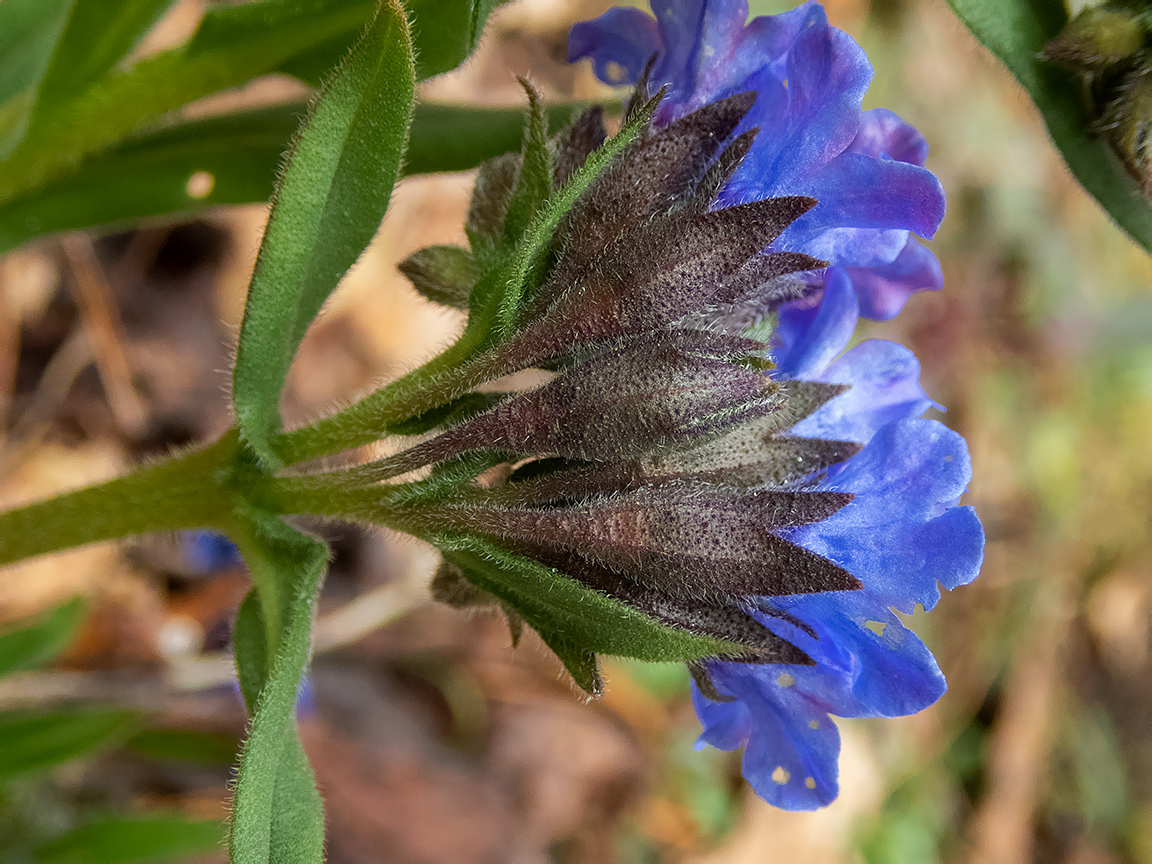 Изображение особи Pulmonaria angustifolia.