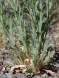 Papaver litwinowii