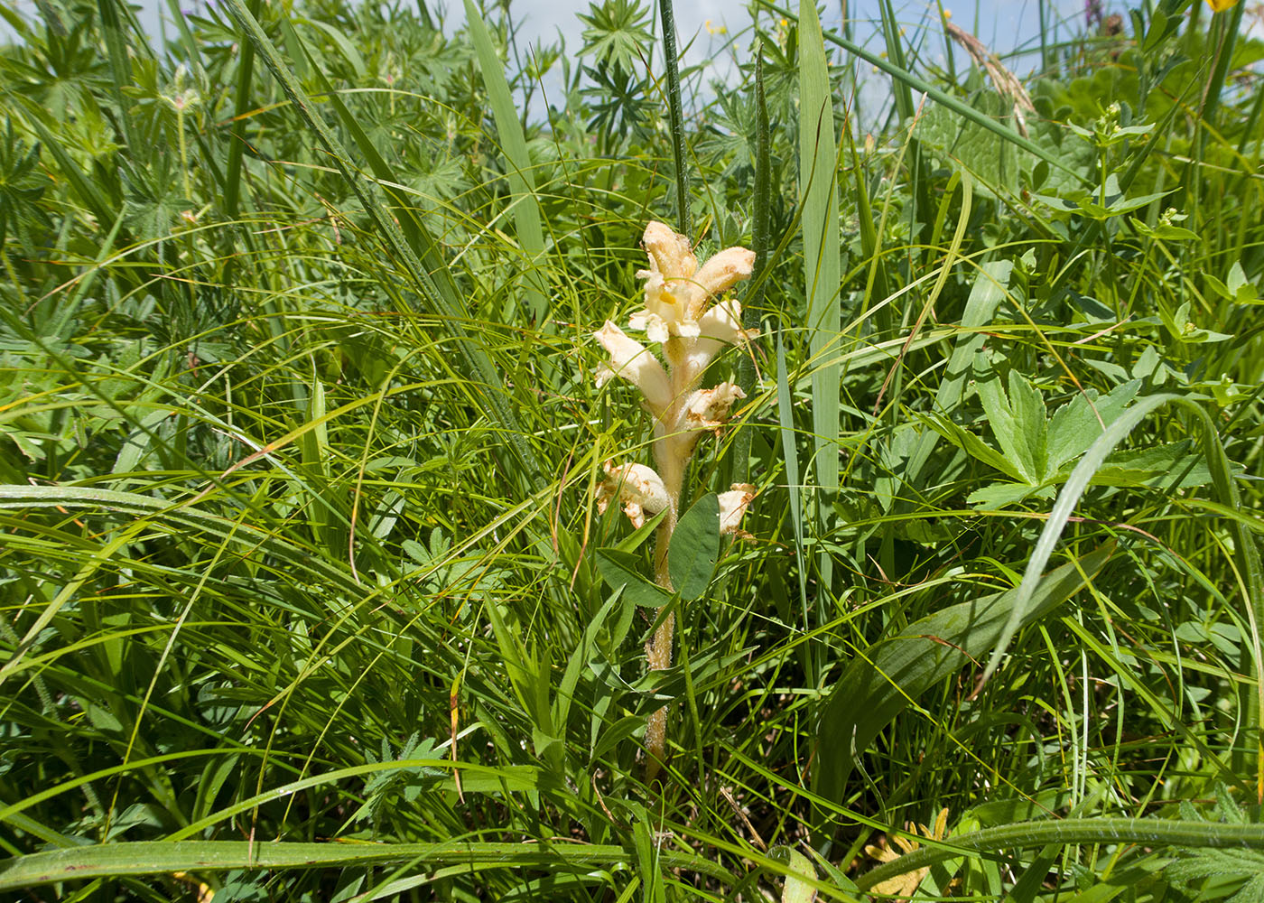 Изображение особи Orobanche owerinii.