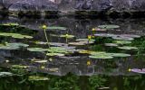 Nuphar subspecies sinensis