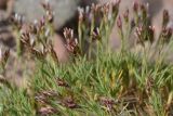 Acantholimon sarytavicum