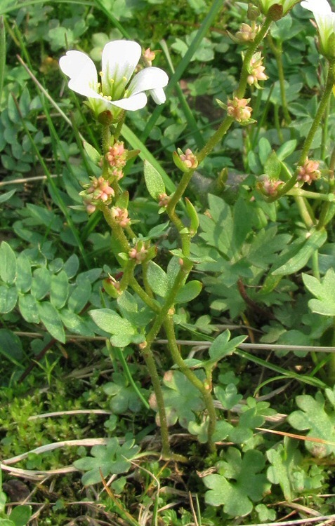 Изображение особи Saxifraga cernua.