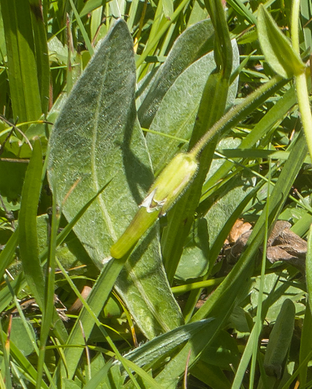 Image of Cerastium purpurascens specimen.