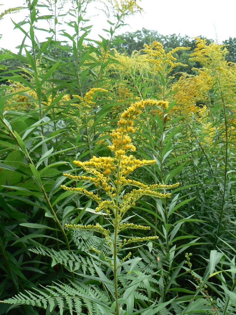 Image of Solidago canadensis specimen.