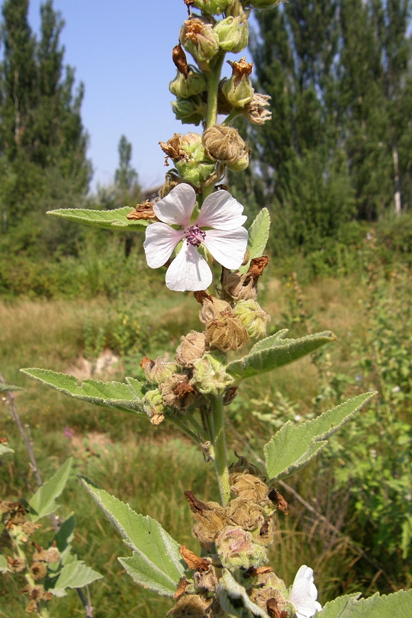 Image of Althaea officinalis specimen.