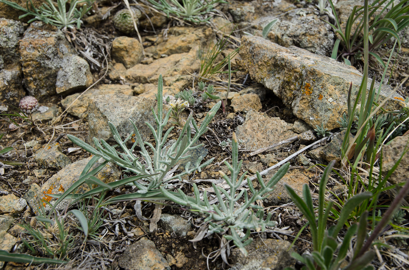 Image of genus Jurinea specimen.
