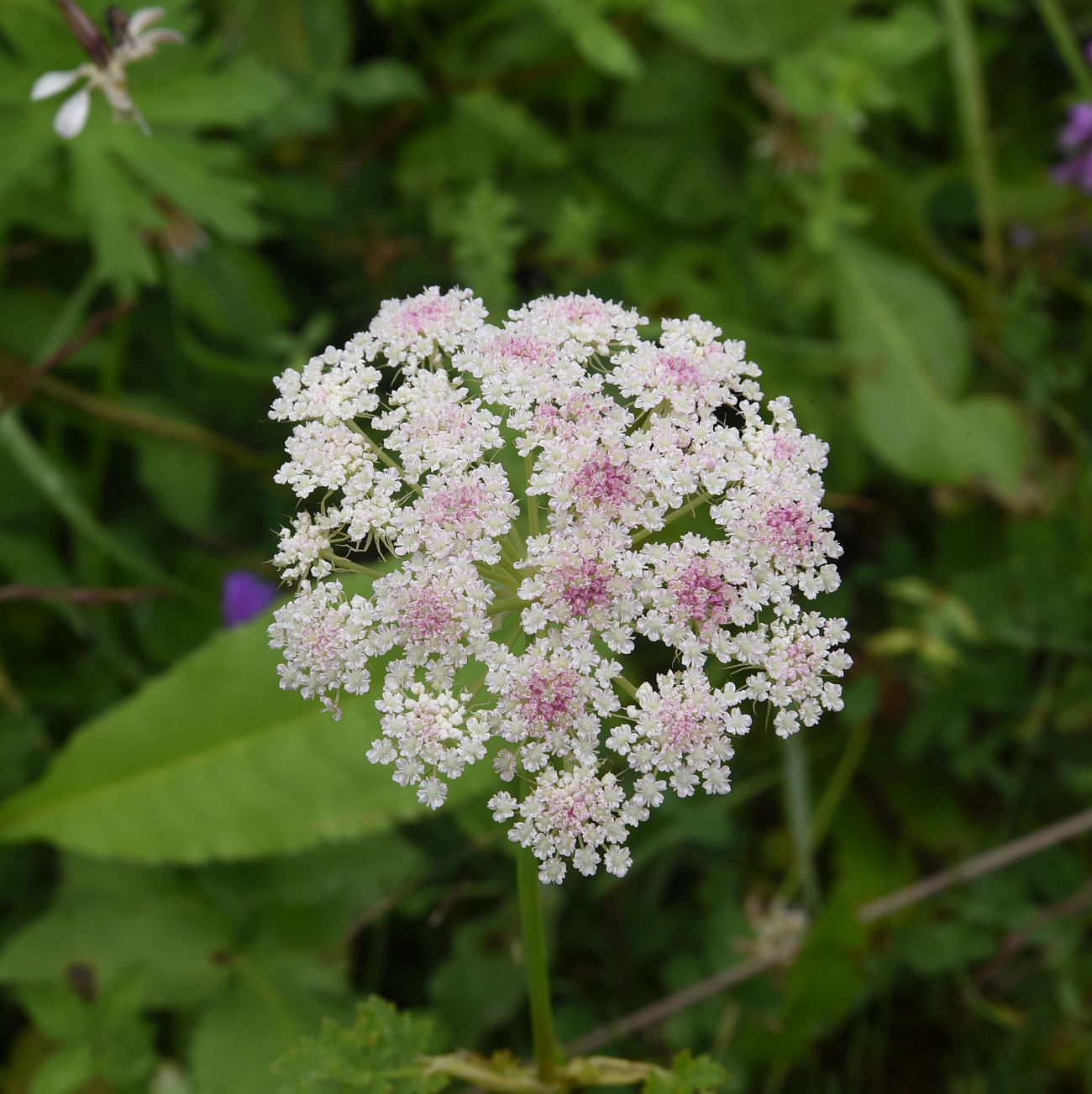 Изображение особи семейство Apiaceae.