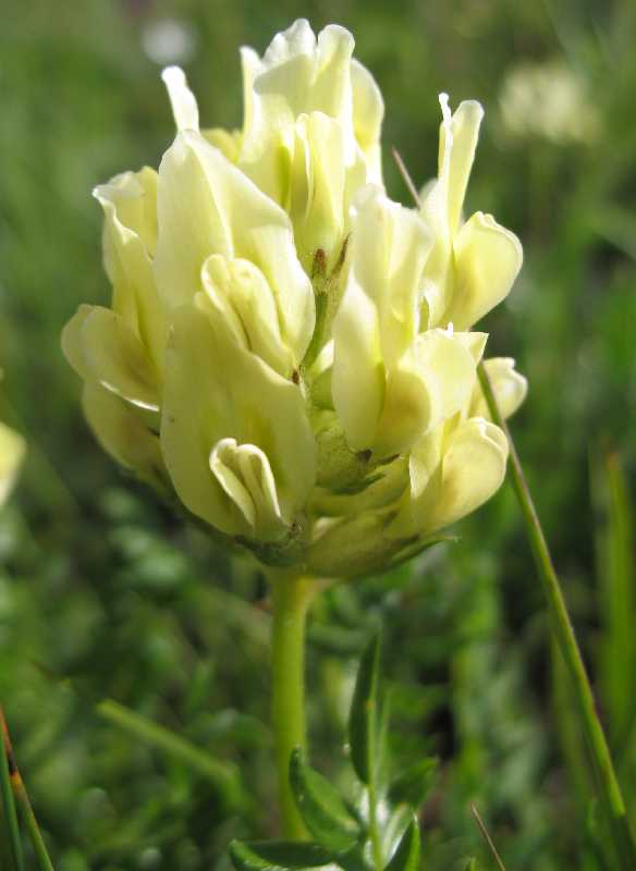 Изображение особи Oxytropis kubanensis.