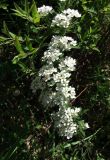 Spiraea × cinerea