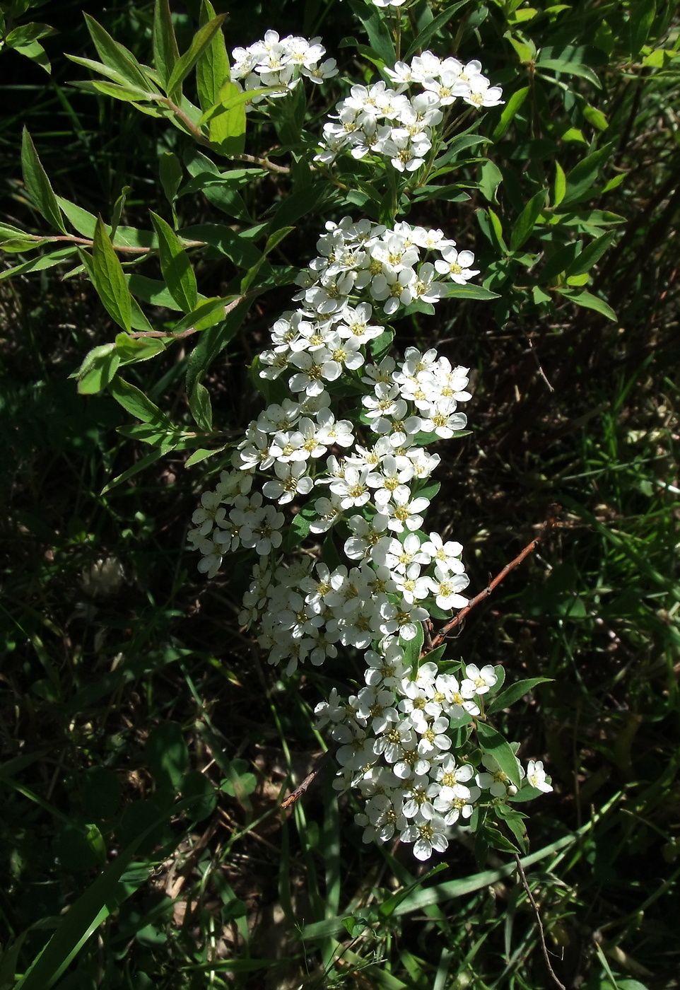 Image of Spiraea × cinerea specimen.