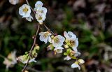 Chaenomeles × vilmoriniana. Верхушка ветви с цветками и бутонами. Краснодарский край, Сочи, Адлерский р-н, парк \"Южные культуры\", в культуре. 09.03.2025.