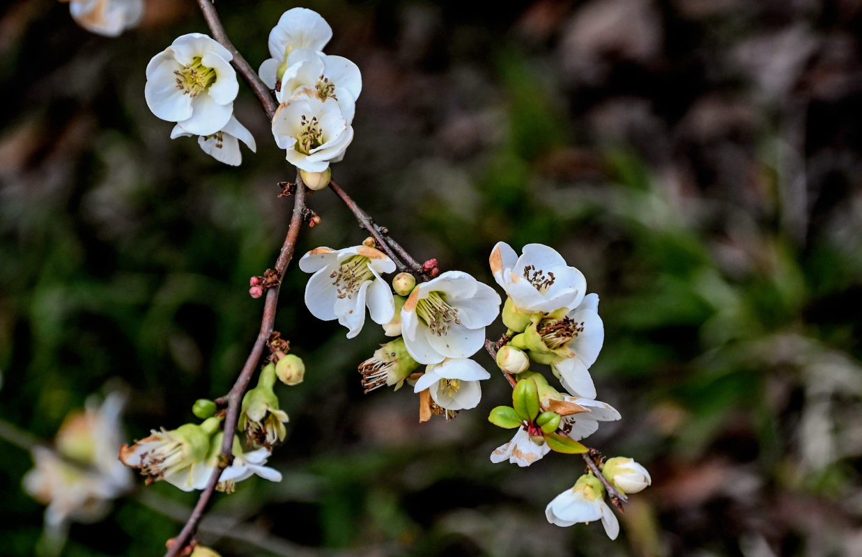 Image of Chaenomeles × vilmoriniana specimen.