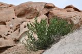 Zygophyllum gontscharovii. Плодоносящее растение. Таджикистан, Хатлонская обл., Кабодиёнский р-н, хр. Аруктау, окр. пер. Дандан-Чикан, пестроцветы. 15 апреля 2025 г.