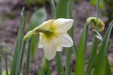 Narcissus × incomparabilis