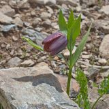 Fritillaria latifolia. Цветущее растение. Карачаево-Черкесия, Домбай, гора Мусса-Ачитара, 2500 м н.у.м., на каменистом склоне. 07.07.2015.