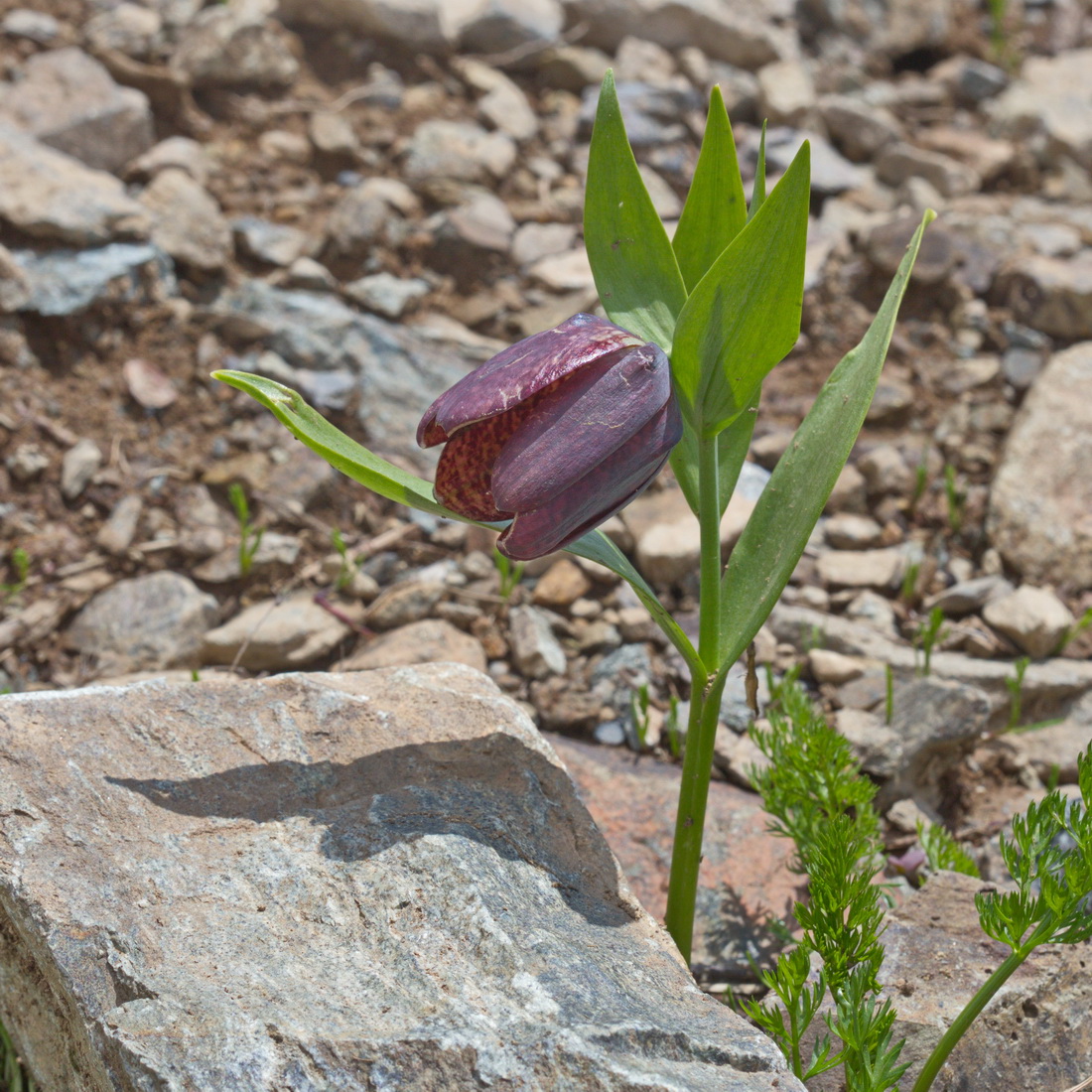 Изображение особи Fritillaria latifolia.