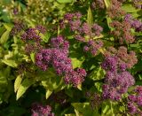 Spiraea japonica