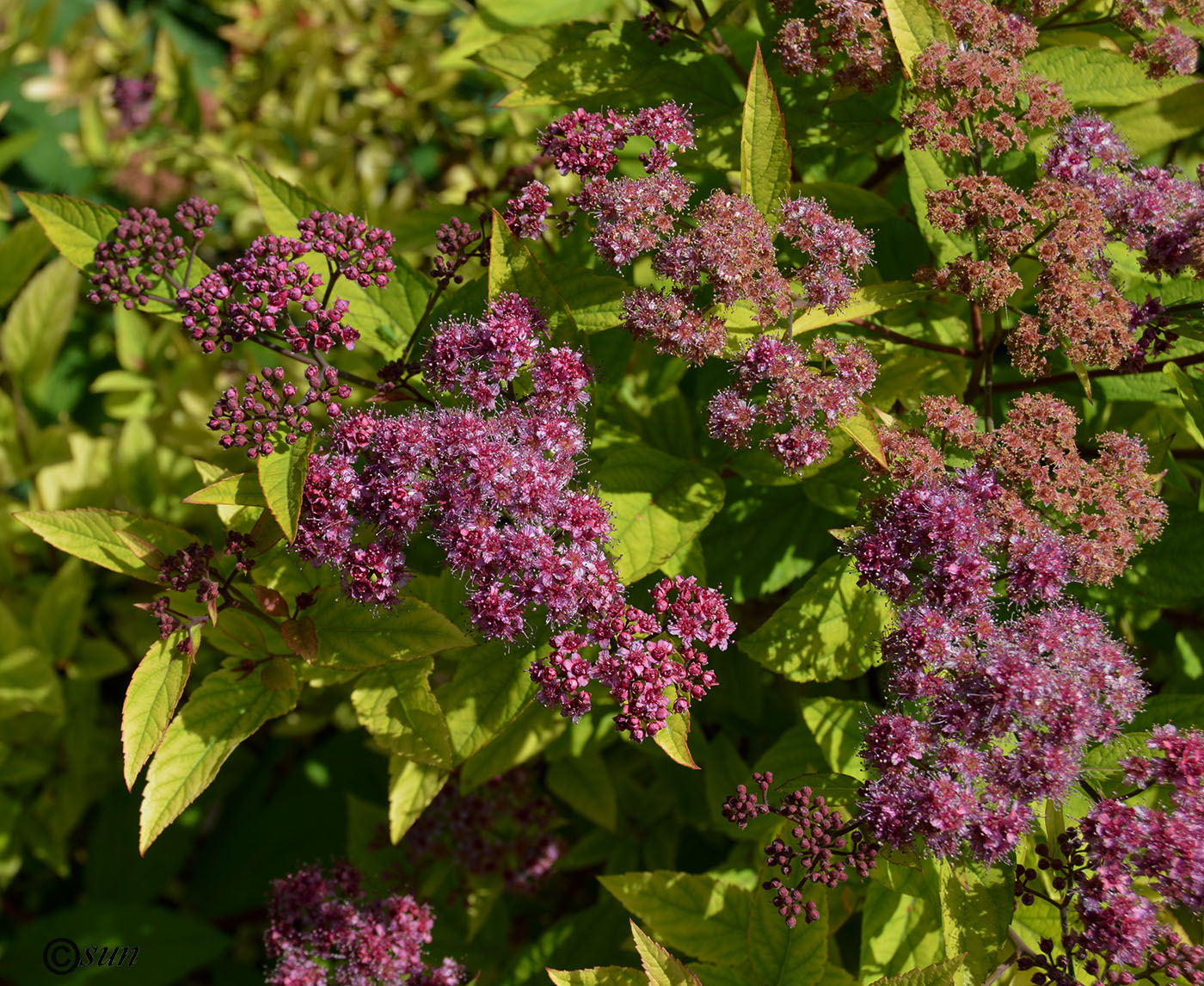 Image of Spiraea japonica specimen.