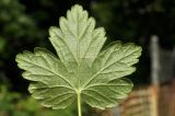 Grossularia uva-crispa. Лист (вид на абаксиальную поверхность). Приморский край, Шкотовский р-н, пос. Подъяпольск, сад. 14.06.2025.