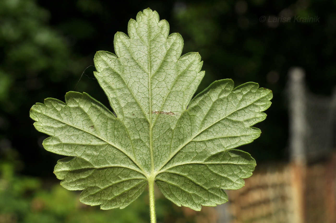 Image of Grossularia uva-crispa specimen.