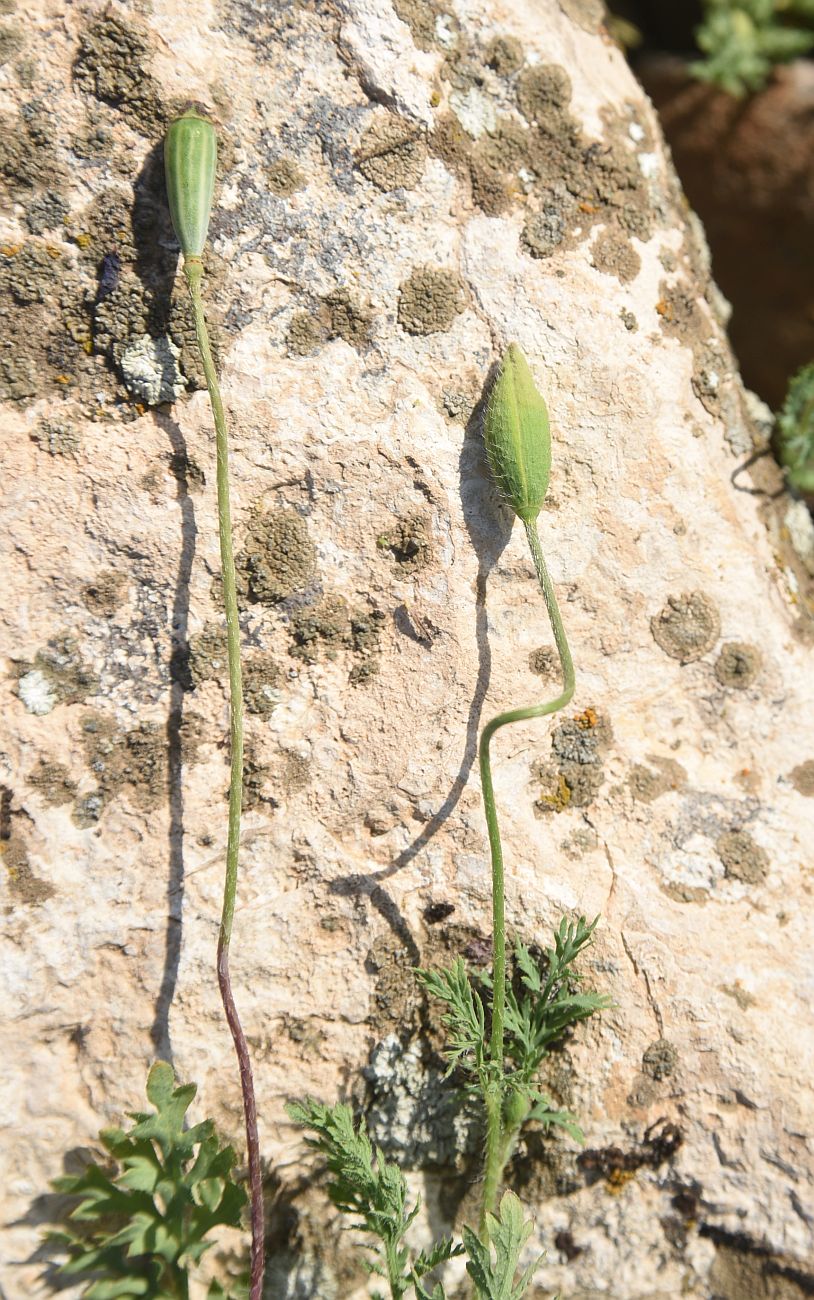 Image of genus Papaver specimen.
