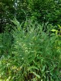 Cynoglossum officinale