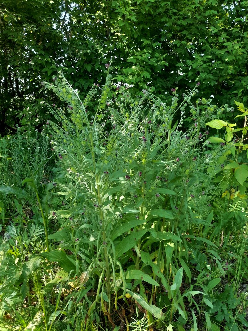 Изображение особи Cynoglossum officinale.