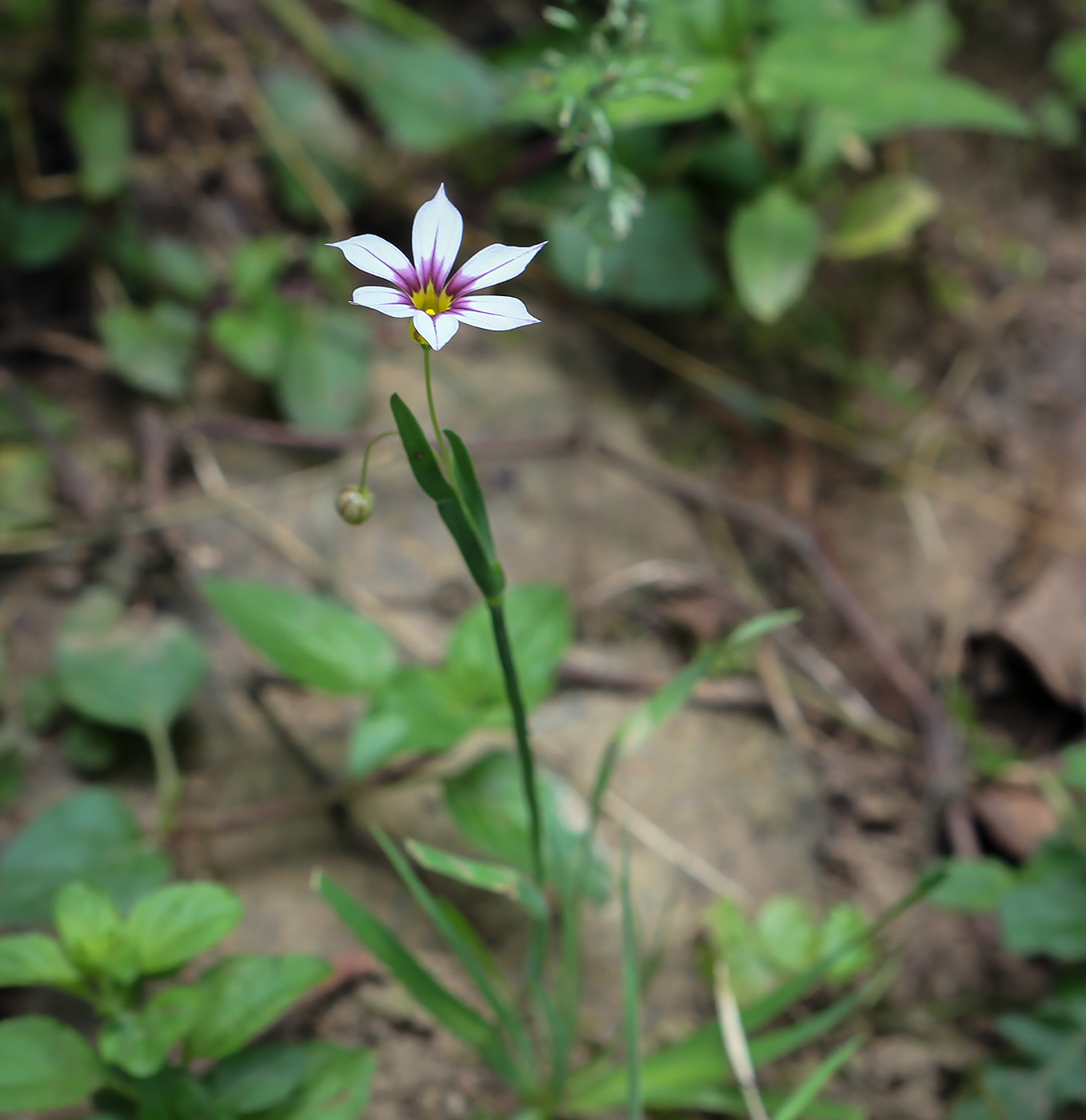 Изображение особи Sisyrinchium rosulatum.