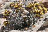 Смотреть изображение Arnebia tibetana
