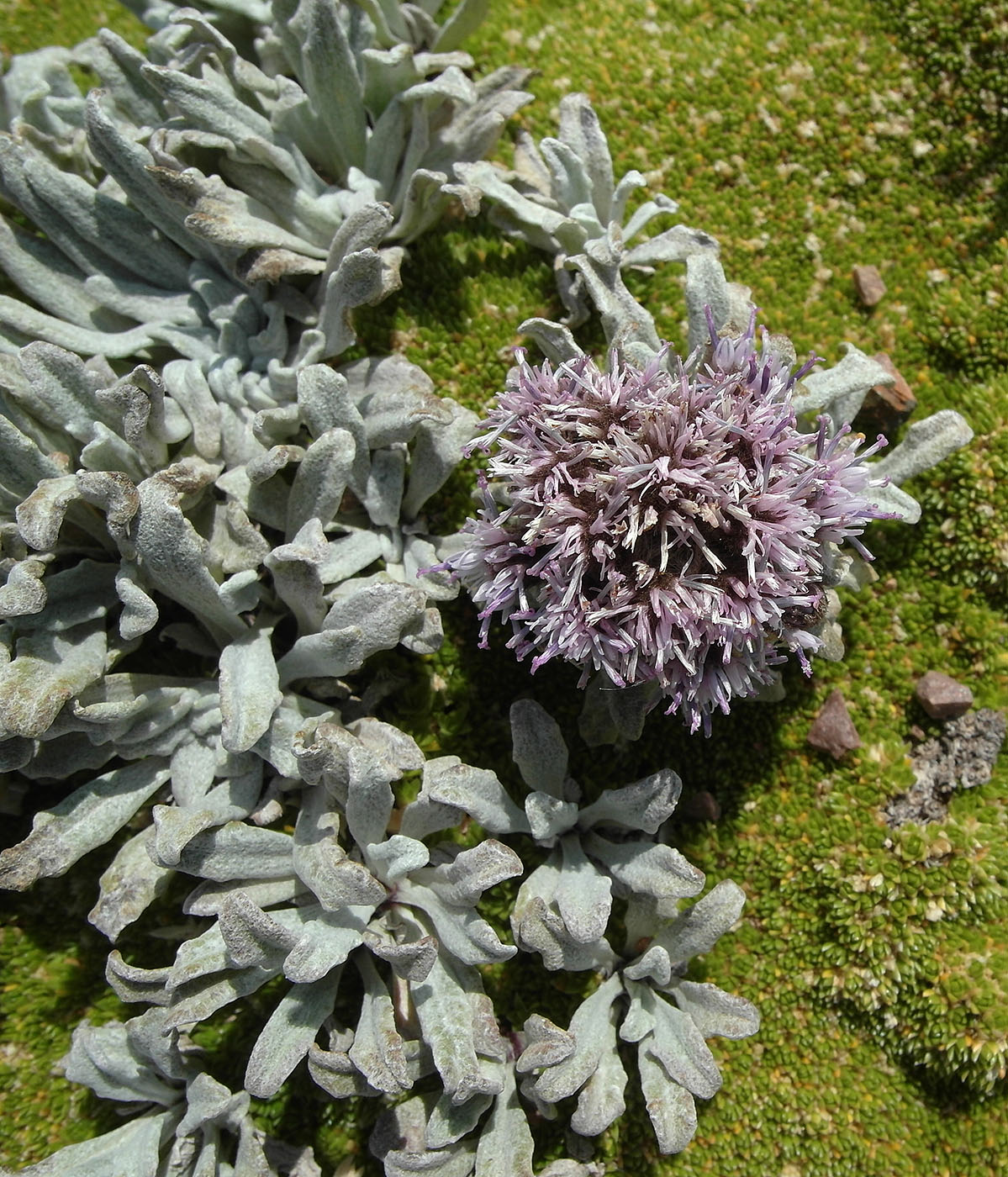 Изображение особи Saussurea gnaphalodes.