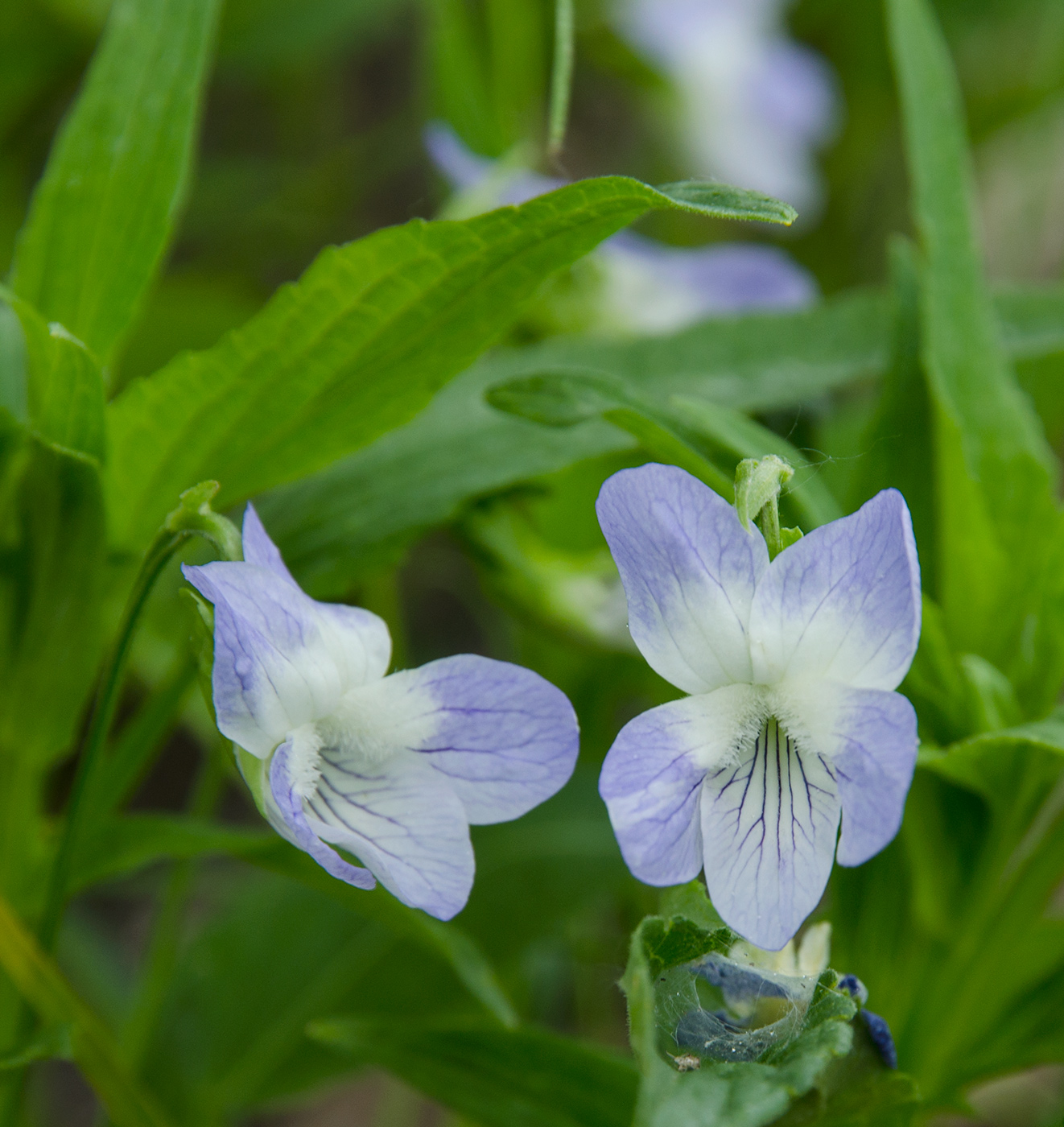 Изображение особи Viola elatior.