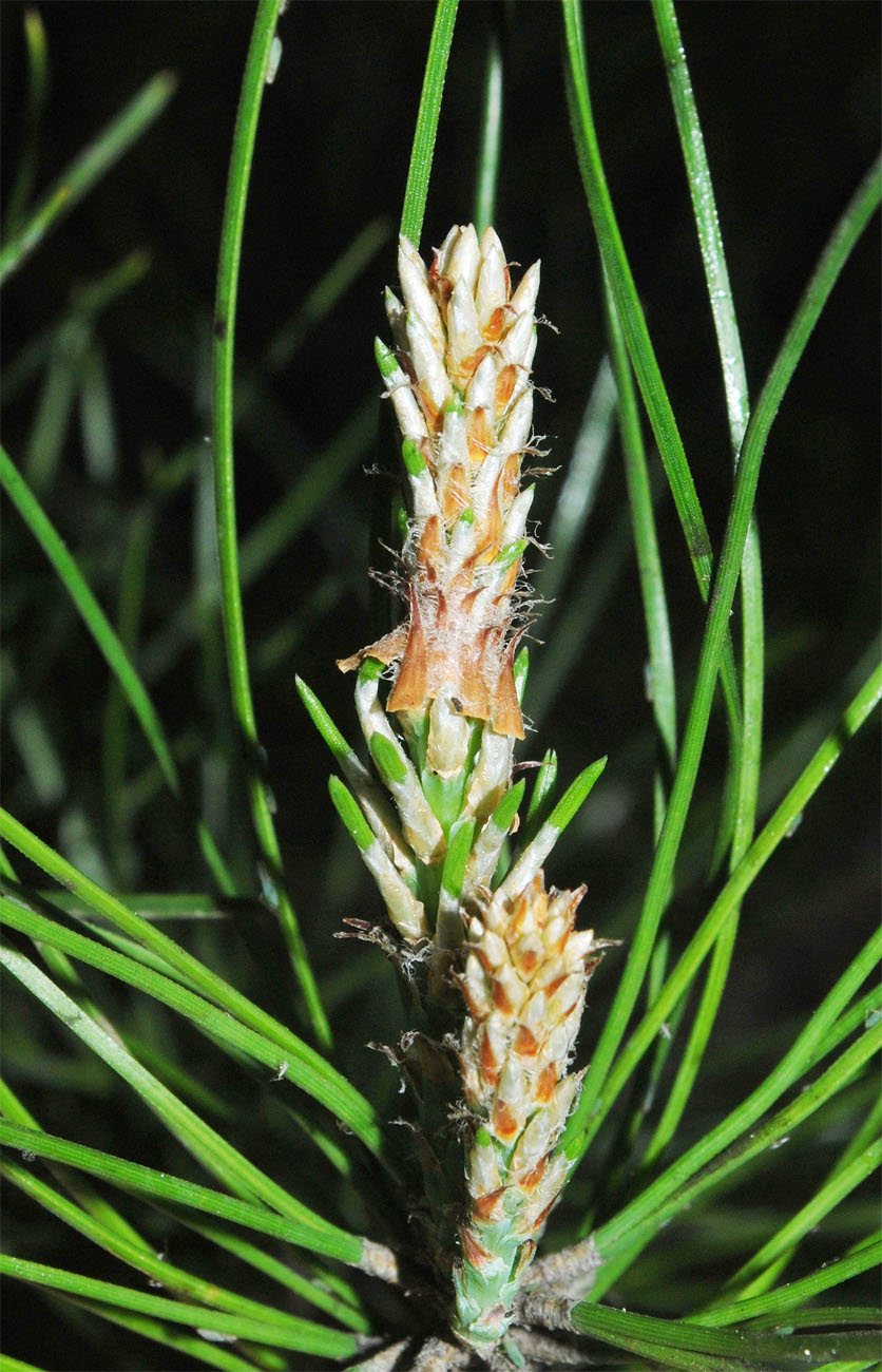 Image of Pinus pallasiana specimen.