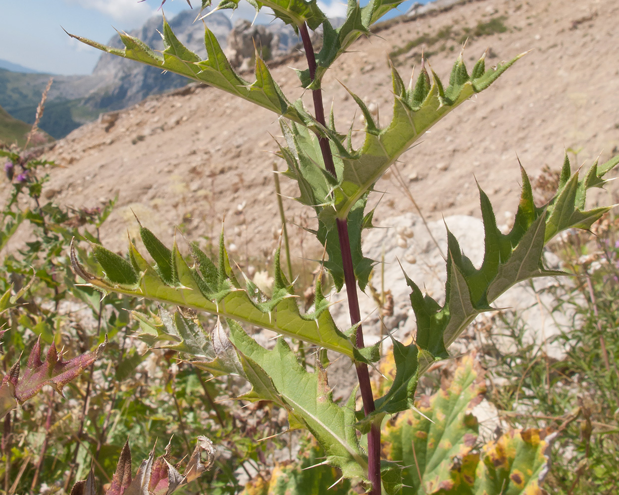 Image of Cirsium gagnidzei specimen.