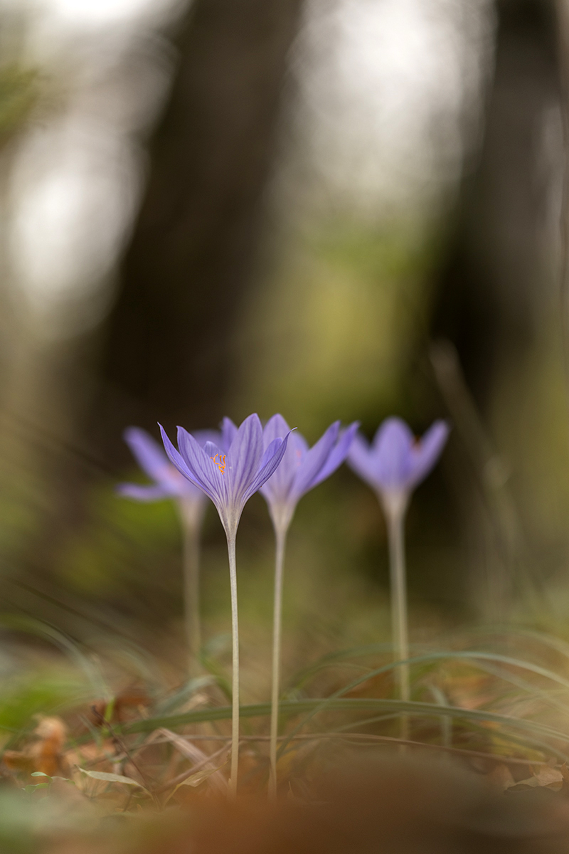 Изображение особи Crocus speciosus.