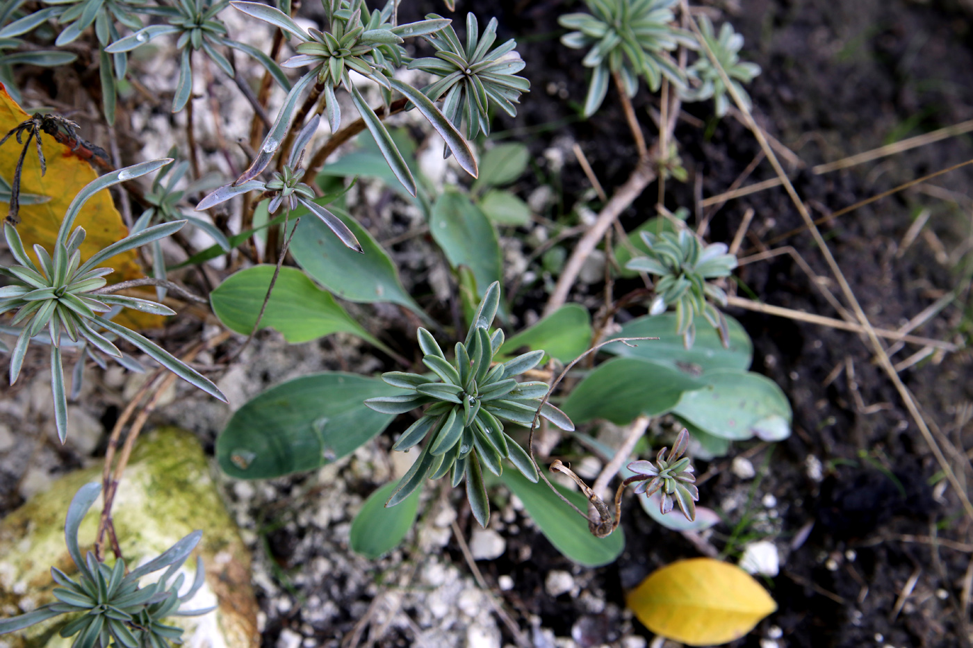 Image of Linum ucranicum specimen.