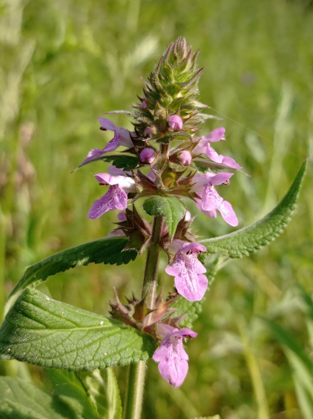 Изображение особи Stachys palustris.